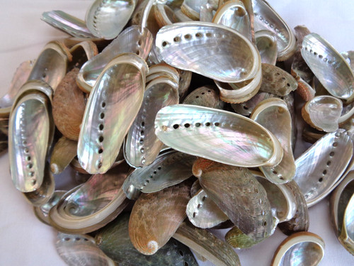 Abalone donkeys ear sea - abalone,