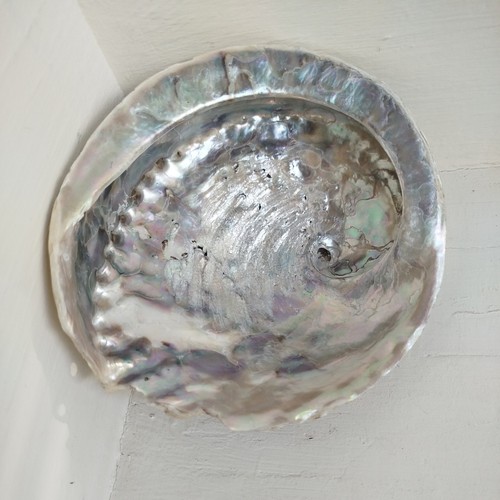 Abalone paua mother - paua, pearl