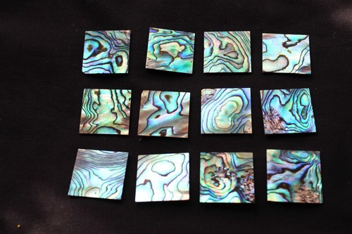 New zealand abalone - new, mother