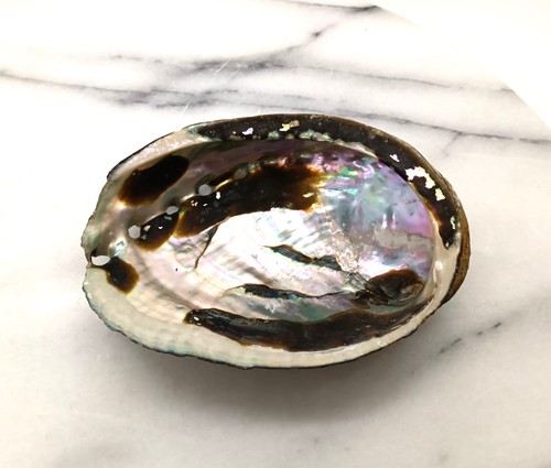 Natural abalone mother - abalone,