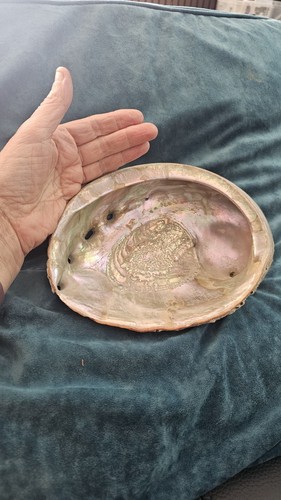 Vintage natural abalone shell - vintage,