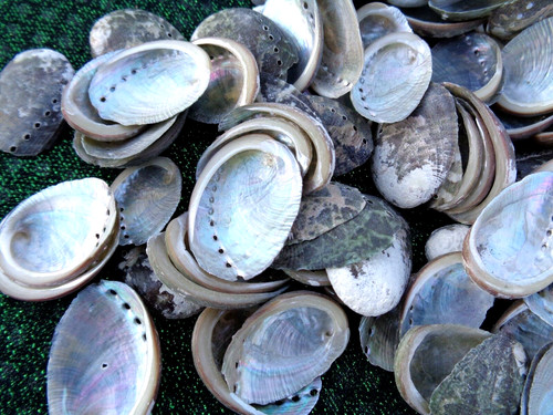 Small sea shells haliotis - 30,