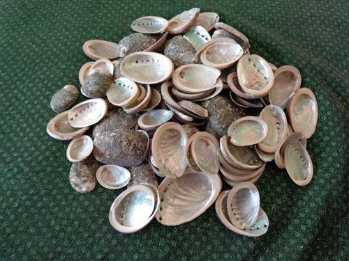 Abalone sea shells - sea,
