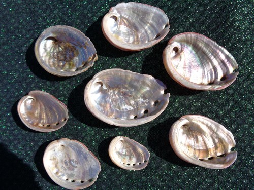Pink abalone sea shells - 10, x