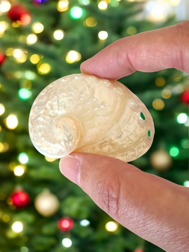 Natural seashell white pearl - natural,