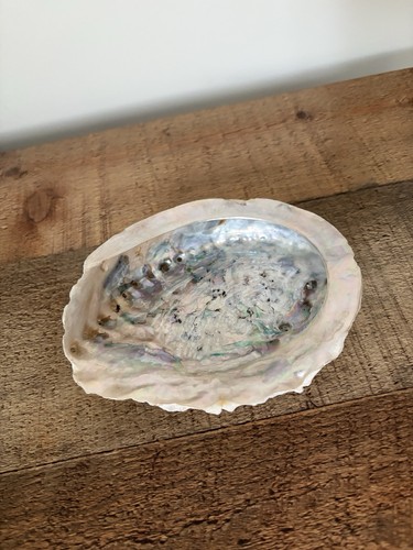 Large abalone shell iridescent - large,