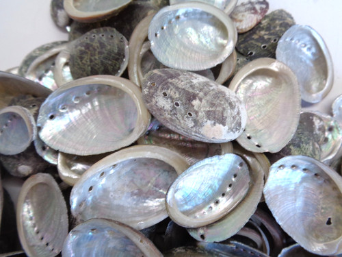 100 abalone sea - 100,