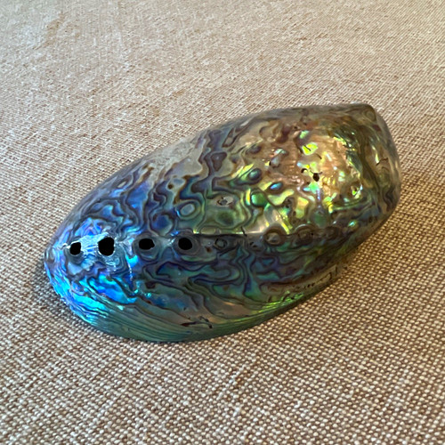 Genuine paua abalone shell - paua,