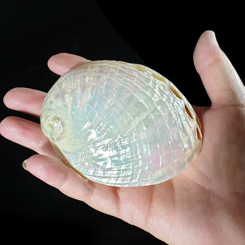 Abalone pearl polished oval - polished,