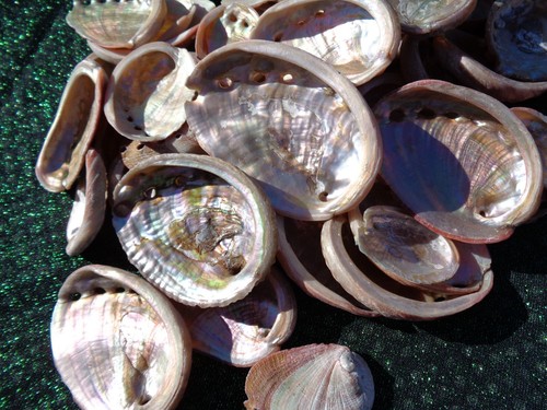 Pink abalone sea - abalone,