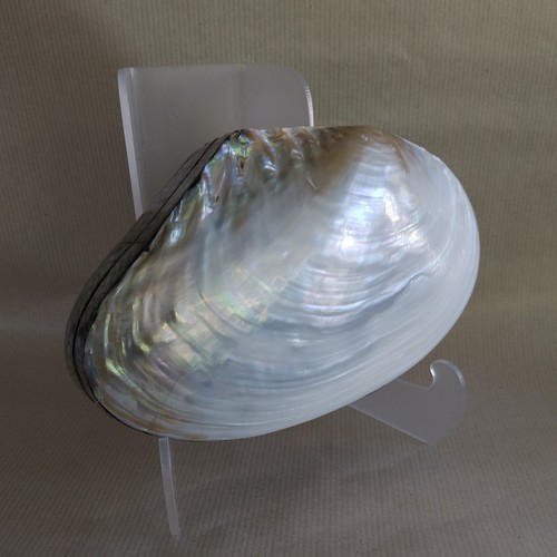 Iridescent mother pearl - iridescent, of