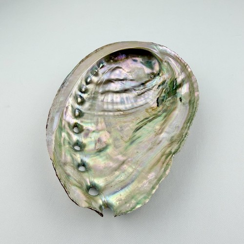 Natural abalone shell - natural,