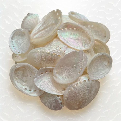 Abalone shell seashells - shell,