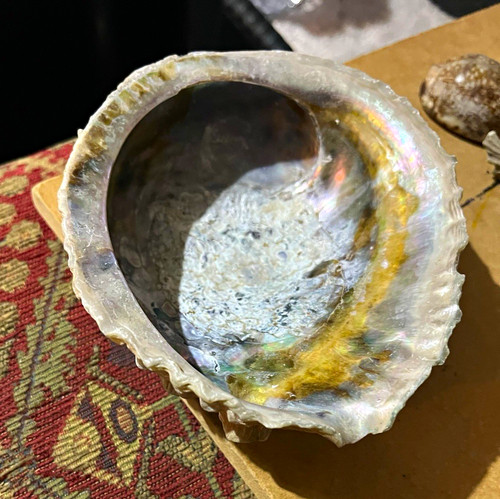 Natural iridescent abalone - iridescent,
