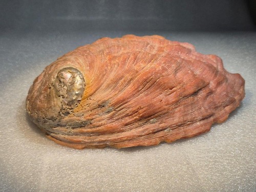 Large natural abalone - large,