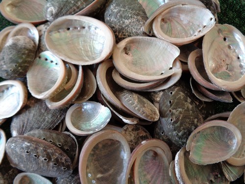 Abalone sea shells haliotis - 10,