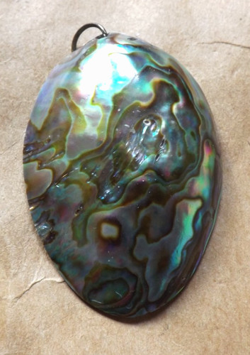 Beautiful natural abalone - natural,