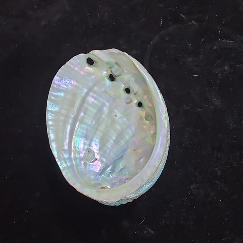 Single abalone shell - abalone, pl