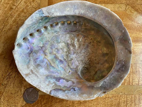 Natural abalone mother - abalone, of