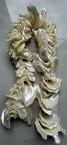 Mother pearl abalone - pearl, /abalone