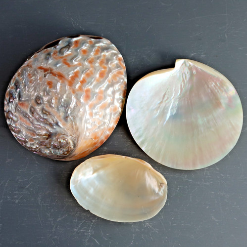 Collection abalone mother - abalone,
