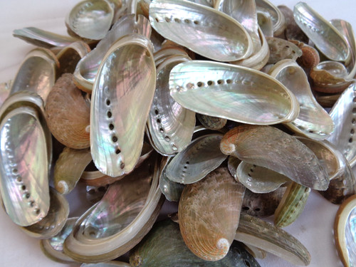 Abalone donkeys ear - x, sea