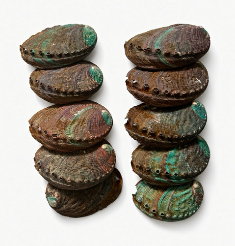 Lot natural abalone - of, 10