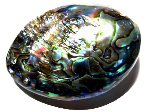 Abalone sea shell - abalone,