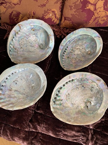 Mother pearl abalone - pearl, shells