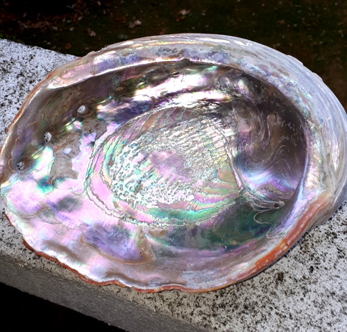 Red abalone shell - abalone,